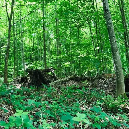 -theurbanist- Daire *