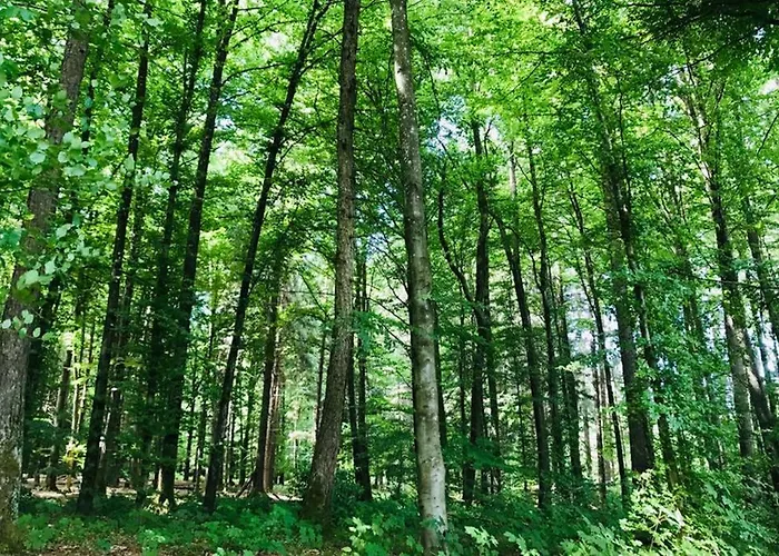 -theurbanist- * 伯尔尼